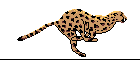 guepardo.gif